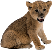 animals & lion free transparent png image.