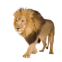 animals & lion free transparent png image.