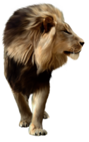 animals & lion free transparent png image.