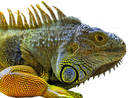 animals & Lizard free transparent png image.