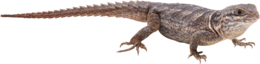 animals & Lizard free transparent png image.