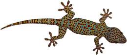 animals & Lizard free transparent png image.