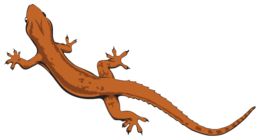 animals & Lizard free transparent png image.