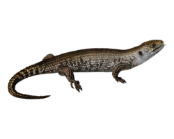 animals & Lizard free transparent png image.