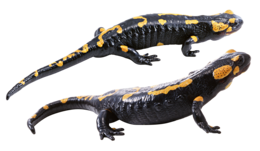 animals & Lizard free transparent png image.