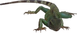 animals & Lizard free transparent png image.