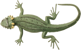 animals & Lizard free transparent png image.