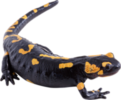 animals & Lizard free transparent png image.