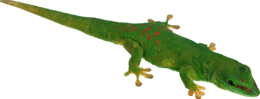 animals & lizard free transparent png image.