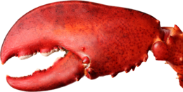 animals & lobster free transparent png image.