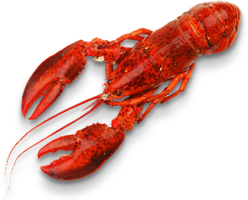 animals & lobster free transparent png image.