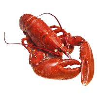 animals & lobster free transparent png image.