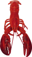 animals & lobster free transparent png image.