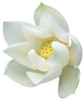 flowers&sacred lotus png image.