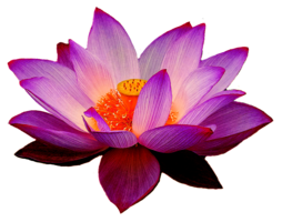 flowers & sacred lotus free transparent png image.