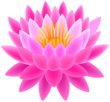 flowers & sacred lotus free transparent png image.