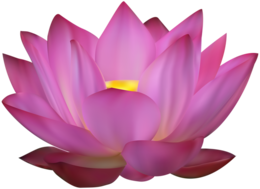 flowers & sacred lotus free transparent png image.