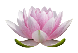 flowers & sacred lotus free transparent png image.