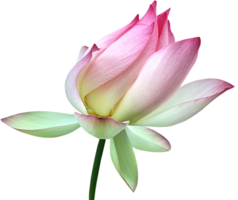 flowers & sacred lotus free transparent png image.