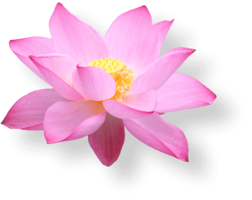 flowers & sacred lotus free transparent png image.