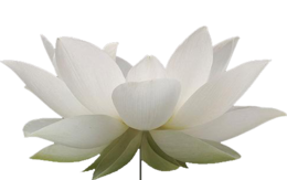 flowers & sacred lotus free transparent png image.