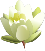 flowers & sacred lotus free transparent png image.