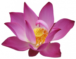 flowers & sacred lotus free transparent png image.