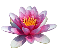 flowers & sacred lotus free transparent png image.