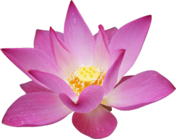 flowers & sacred lotus free transparent png image.