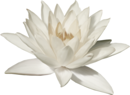 flowers & sacred lotus free transparent png image.