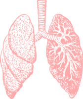 people & Lung free transparent png image.