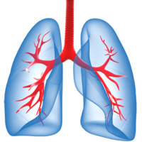 people & Lung free transparent png image.