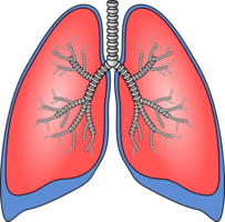 people & Lung free transparent png image.