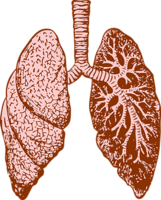 people & Lung free transparent png image.