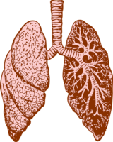 people & Lung free transparent png image.