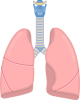 people & lung free transparent png image.