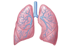 people & lung free transparent png image.