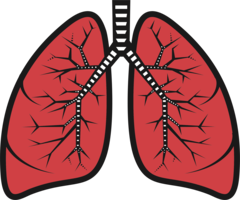 people & lung free transparent png image.