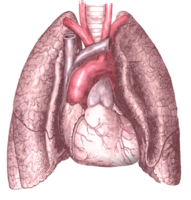 people & Lung free transparent png image.