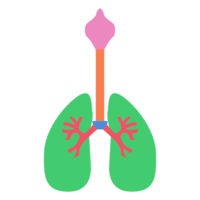 people & Lung free transparent png image.