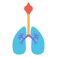 people & Lung free transparent png image.