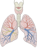 people & Lung free transparent png image.