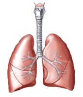 people & Lung free transparent png image.