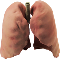 people & Lung free transparent png image.