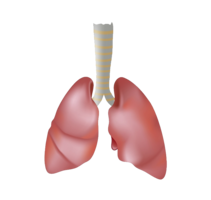 people & Lung free transparent png image.