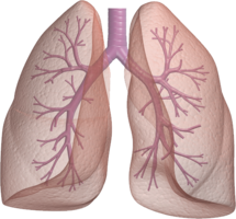 people & Lung free transparent png image.