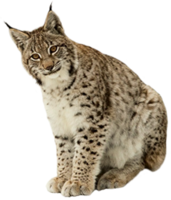 animals&Lynx png image.