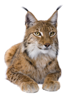 animals & lynx free transparent png image.