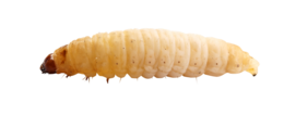 insects&Maggots png image.