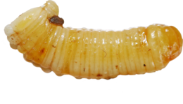 insects & maggots free transparent png image.